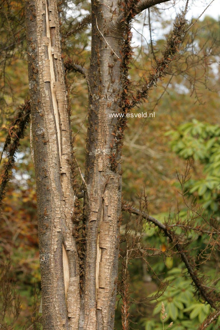 Dacrycarpus dacrydioides