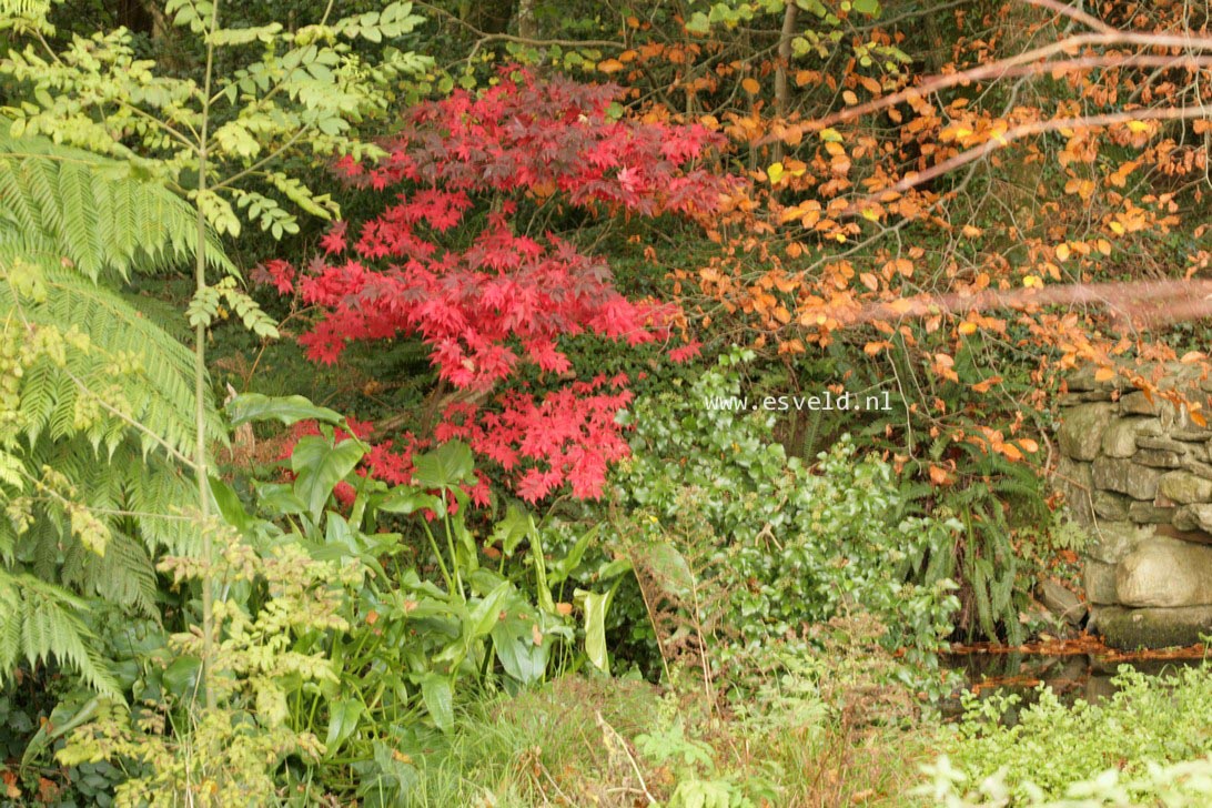 Acer palmatum