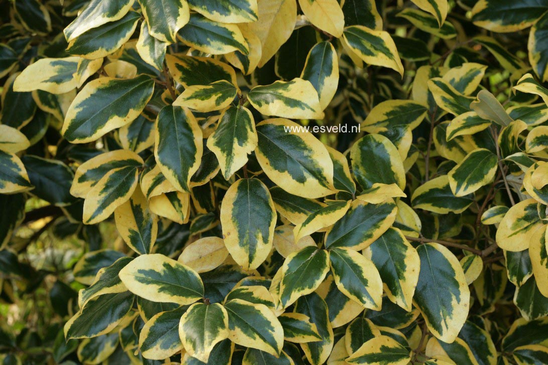 Elaeagnus ebbingei 'Gilt Edge'