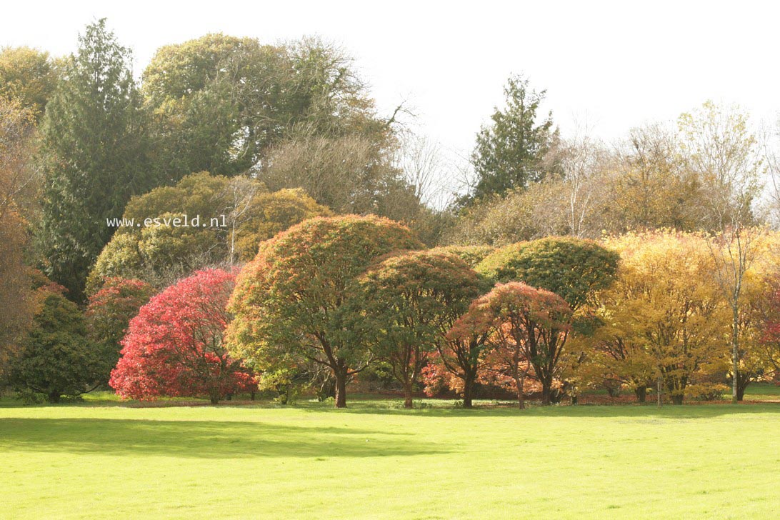 Acer griseum