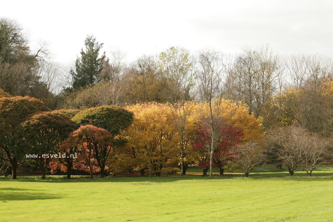 Acer palmatum 'Sango kaku'