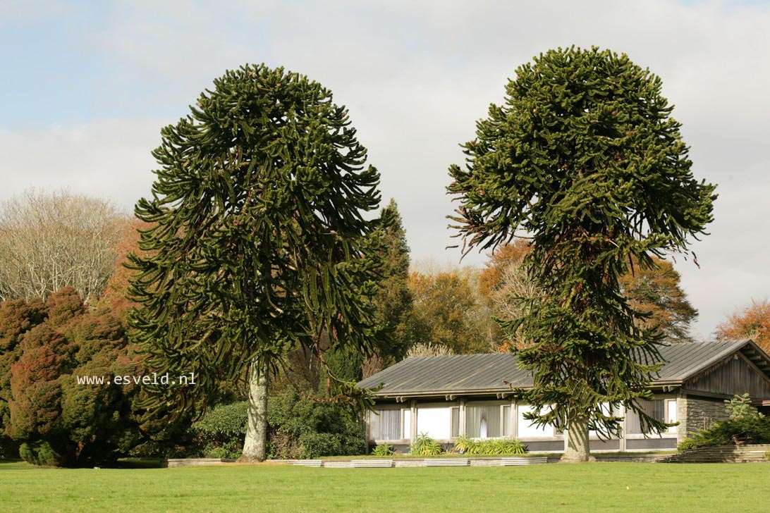 Araucaria araucana