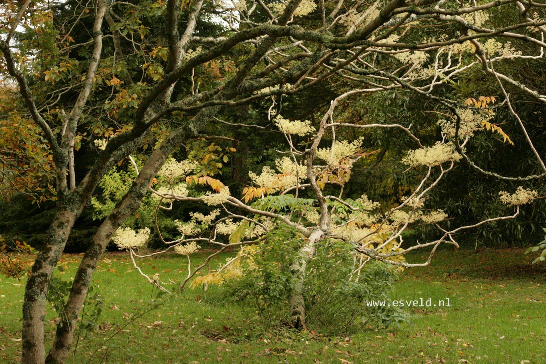 Aralia elata