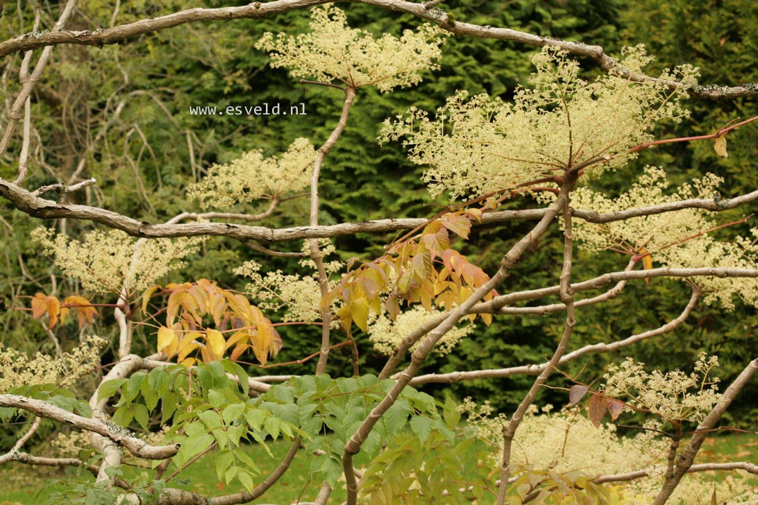 Aralia elata