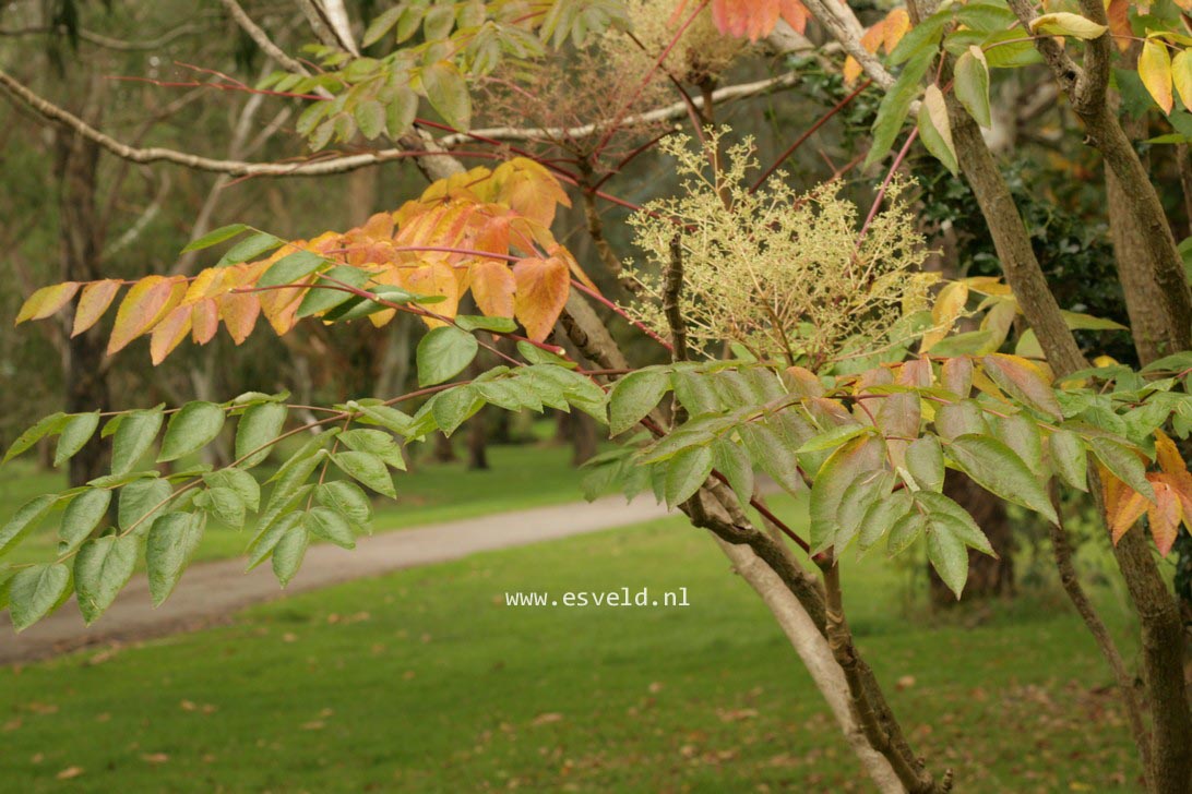 Aralia elata