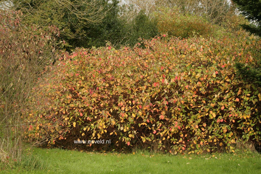 Cornus alba