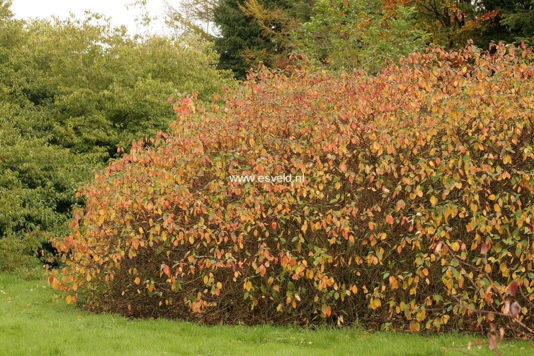 Cornus alba