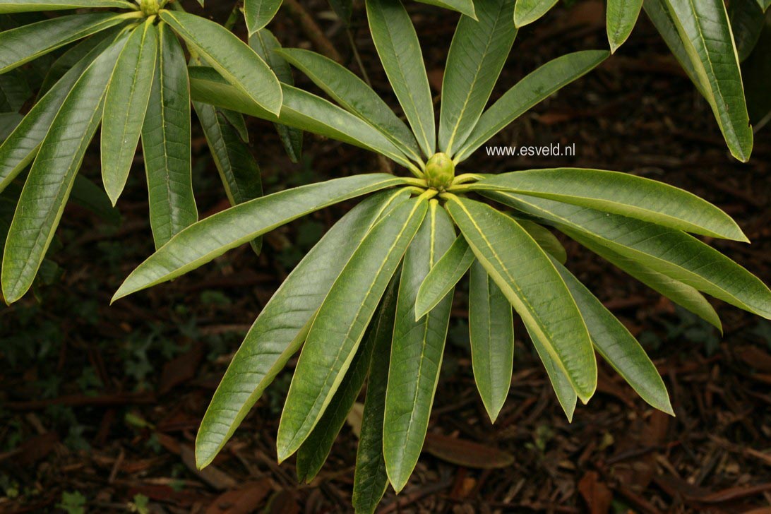 Rhododendron calophytum