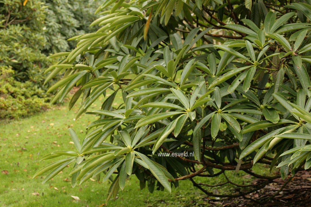 Rhododendron calophytum