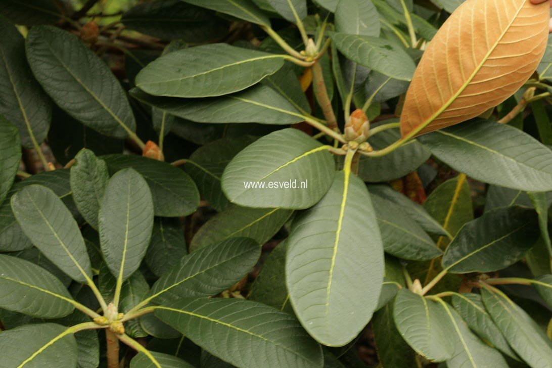 Rhododendron falconeri