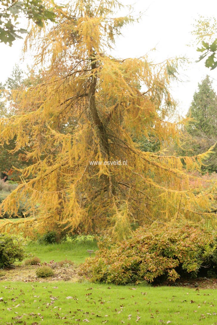 Larix kaempferi