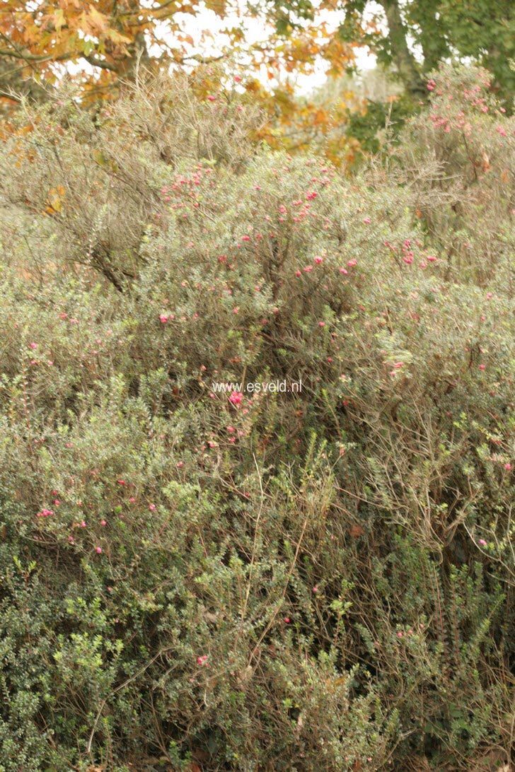 Gaultheria mucronata