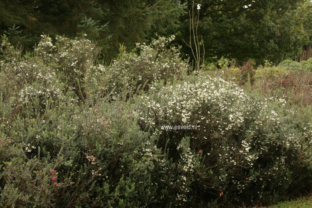 Gaultheria mucronata