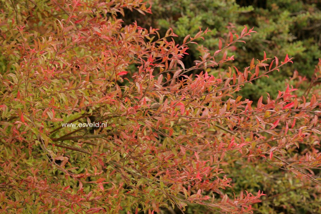 Vaccinium myrsinites