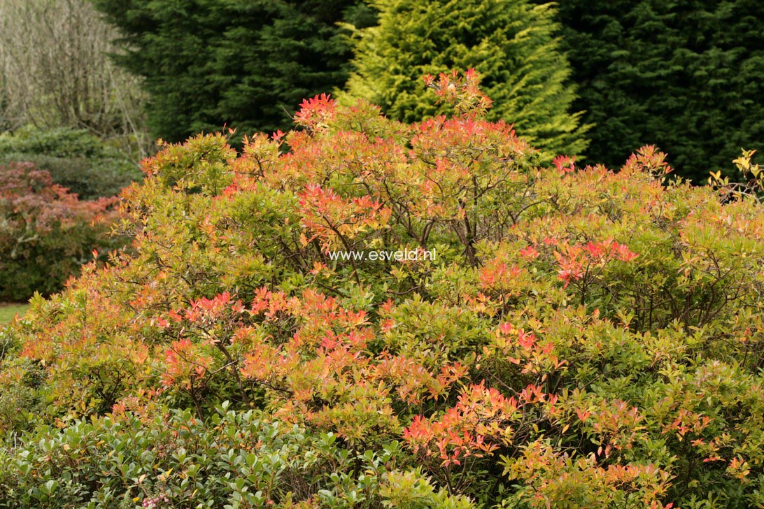 Vaccinium cylindraceum