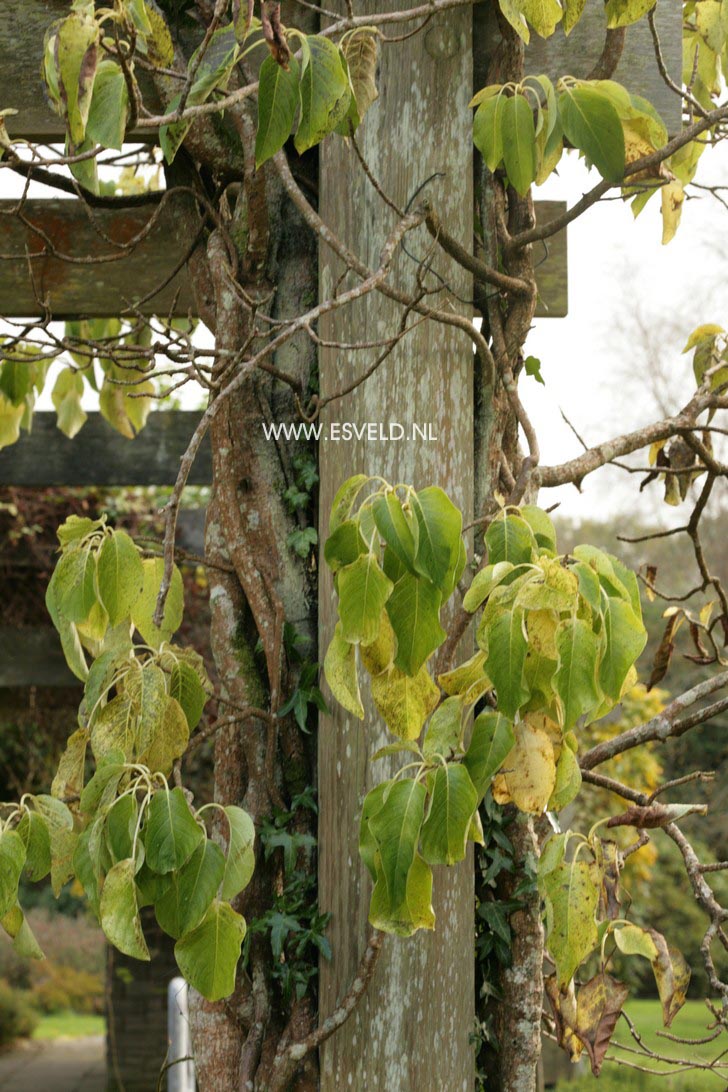 Schizophragma integrifolium