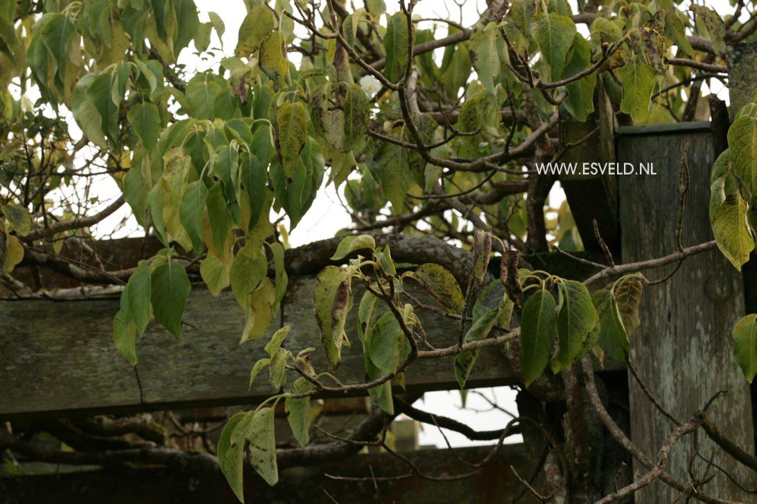 Schizophragma integrifolium