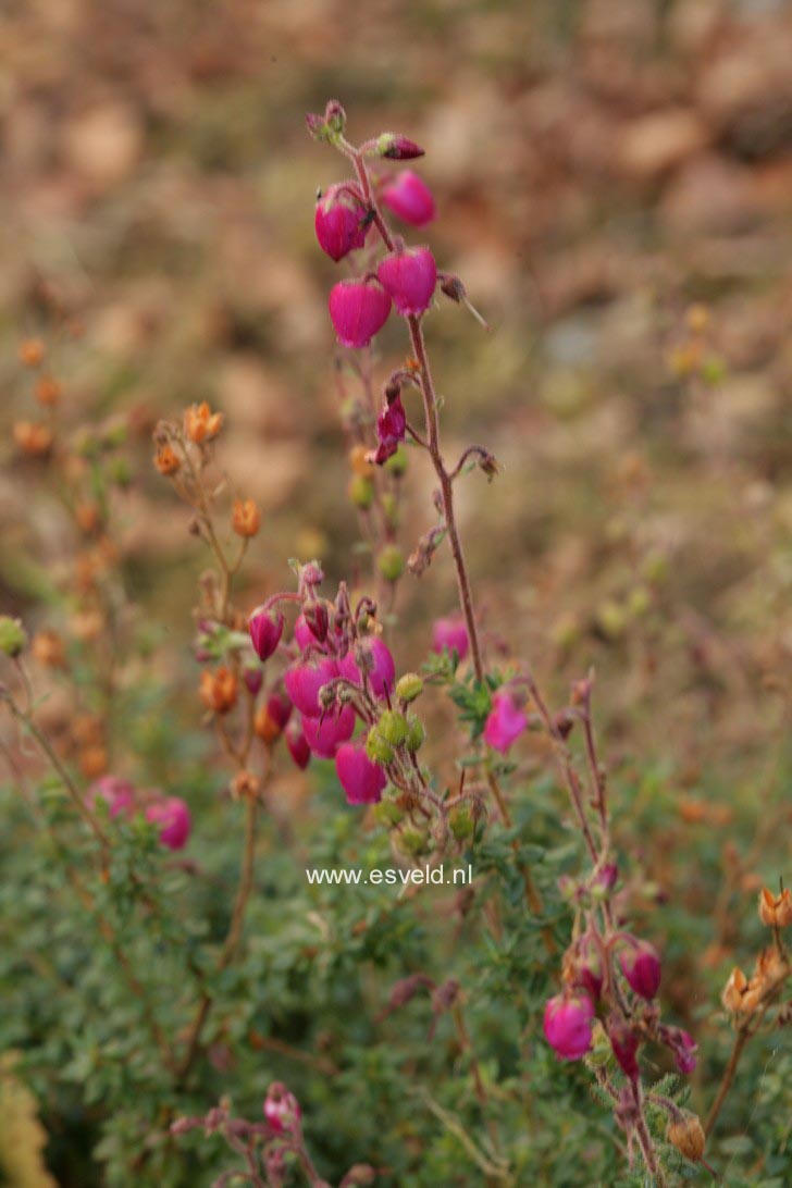 Daboecia scotica 'William Buchanan'