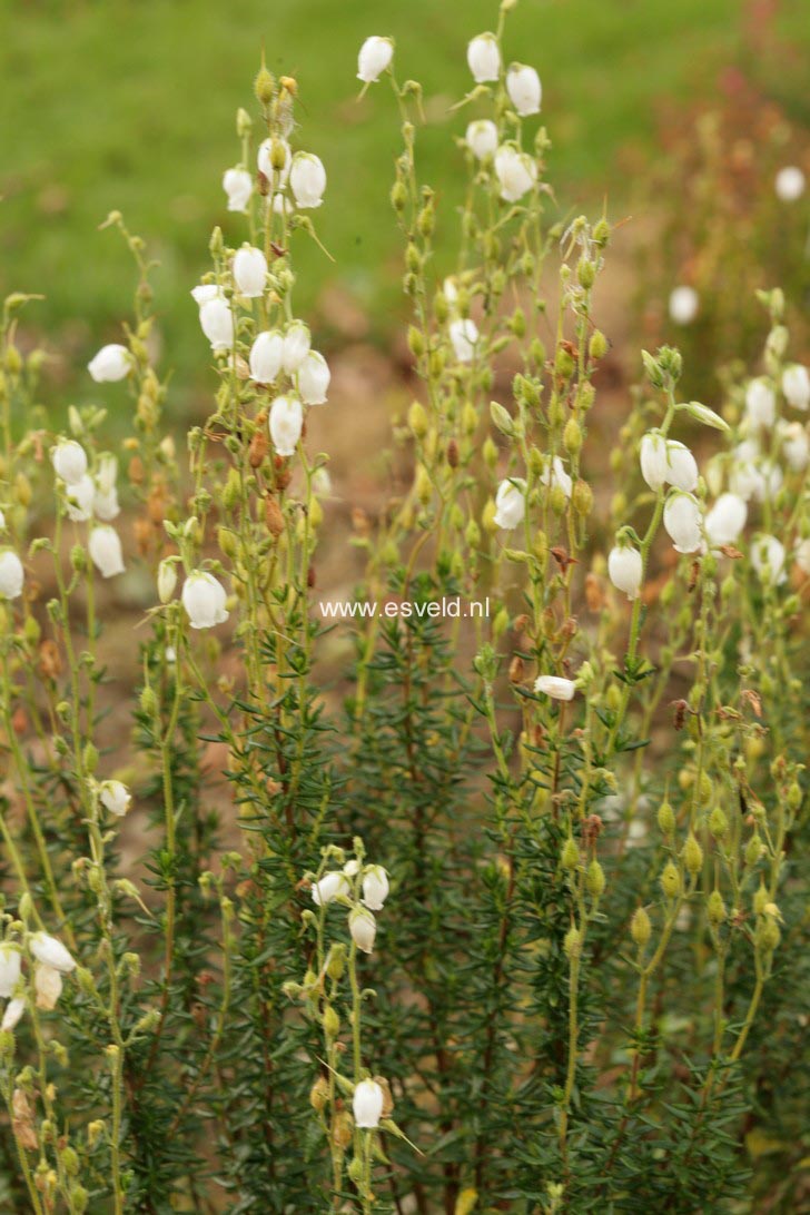 Daboecia cantabrica 'Alba'