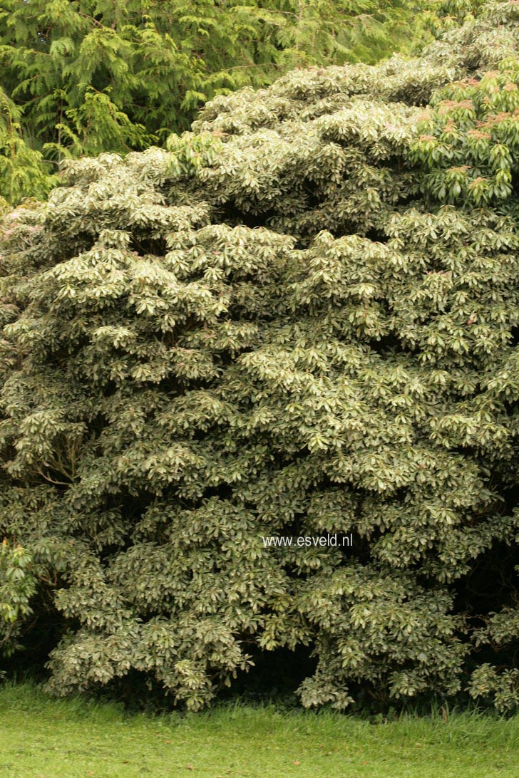 Pieris japonica 'Variegata'