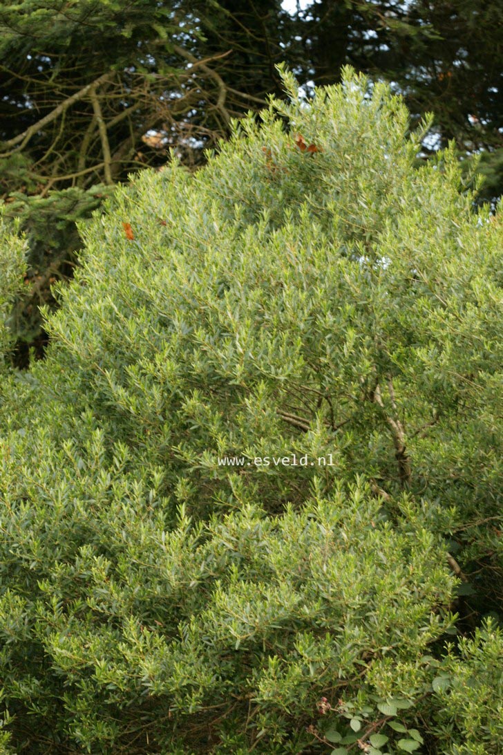 Phillyrea angustifolia rosmarinifolia