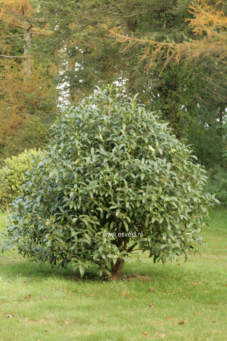 Osmanthus yunnanensis