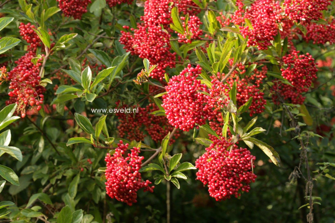 Viburnum betulifolium