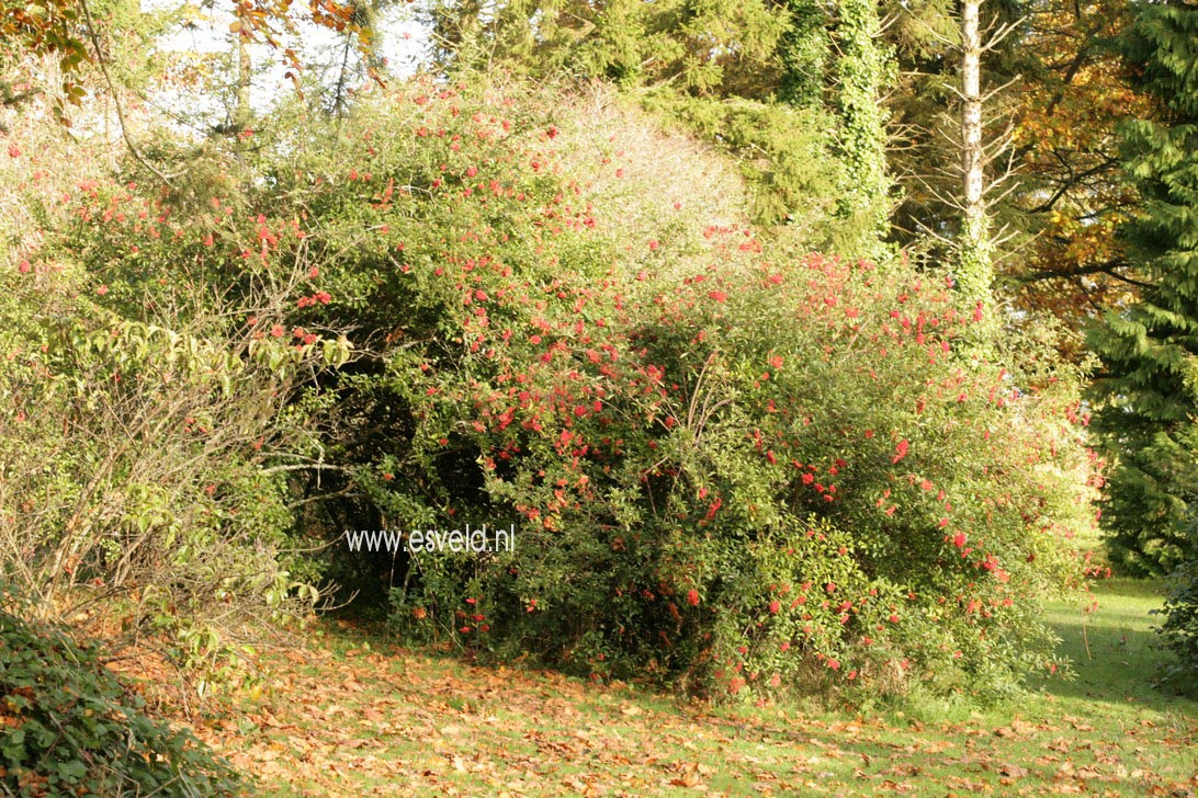 Viburnum betulifolium