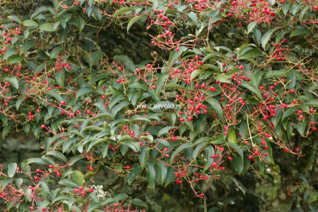 Viburnum hillieri 'Winton'