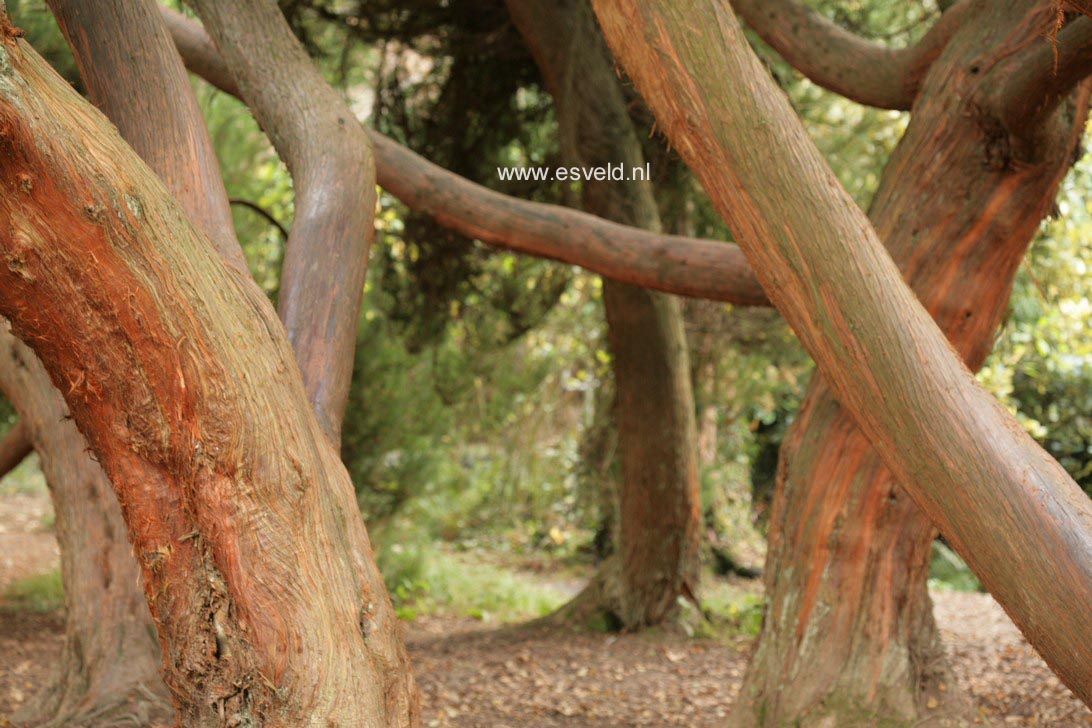 Cryptomeria japonica 'Elegans'