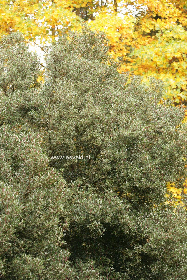 Drimys lanceolata