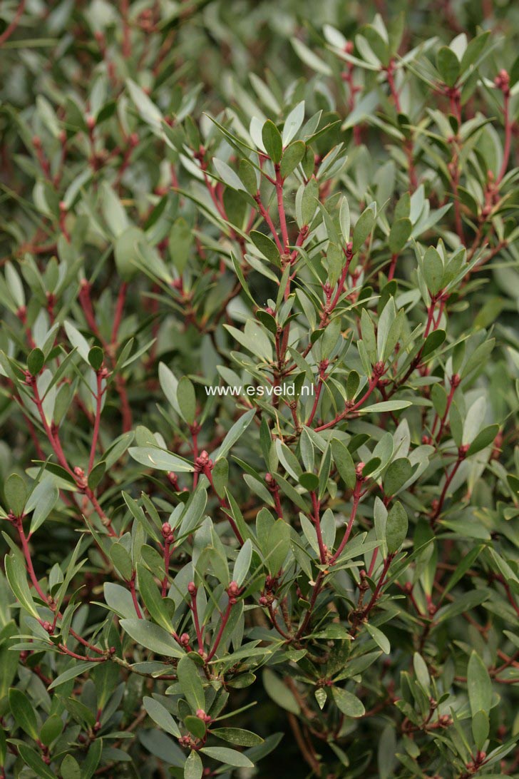 Drimys lanceolata 'Red Spice'