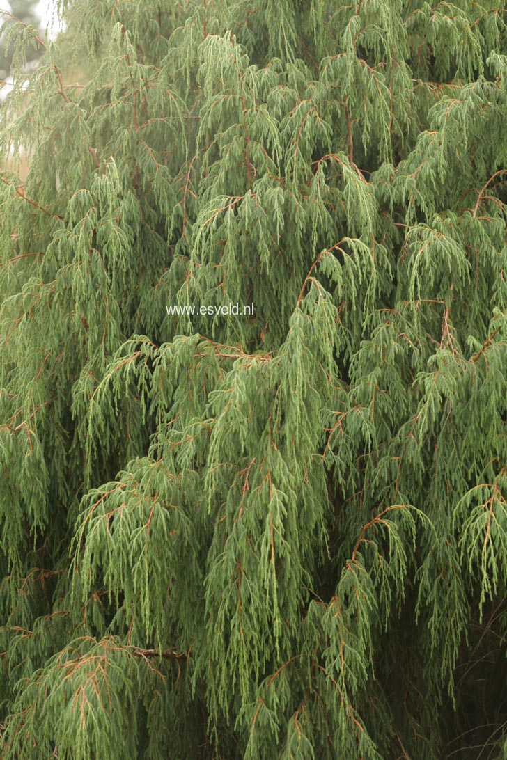 Juniperus recurva coxii