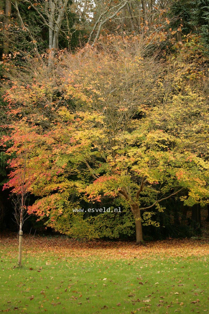 Acer palmatum