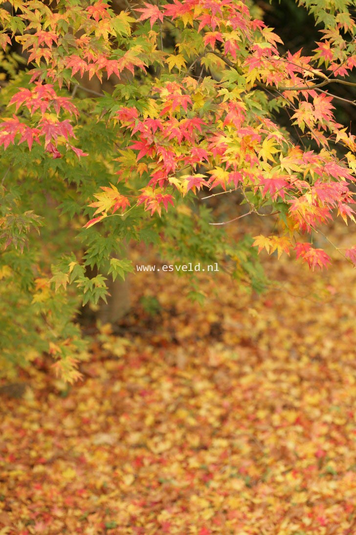 Acer palmatum