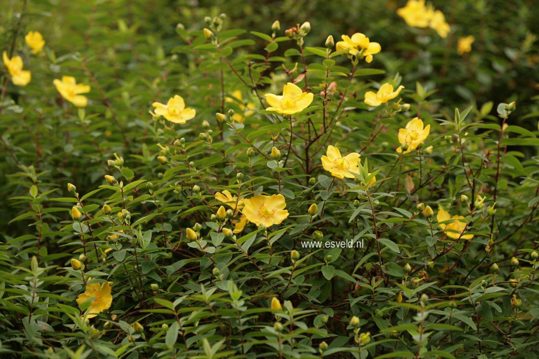 Hypericum 'Hidcote'