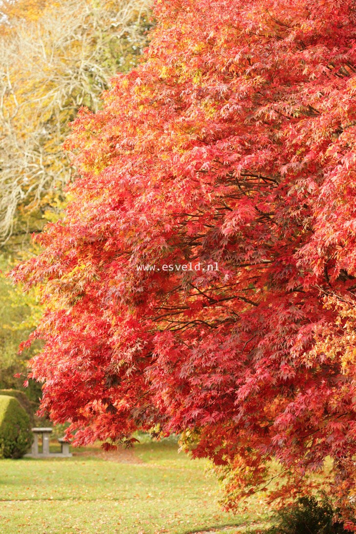 Acer palmatum 'Heptalobum'