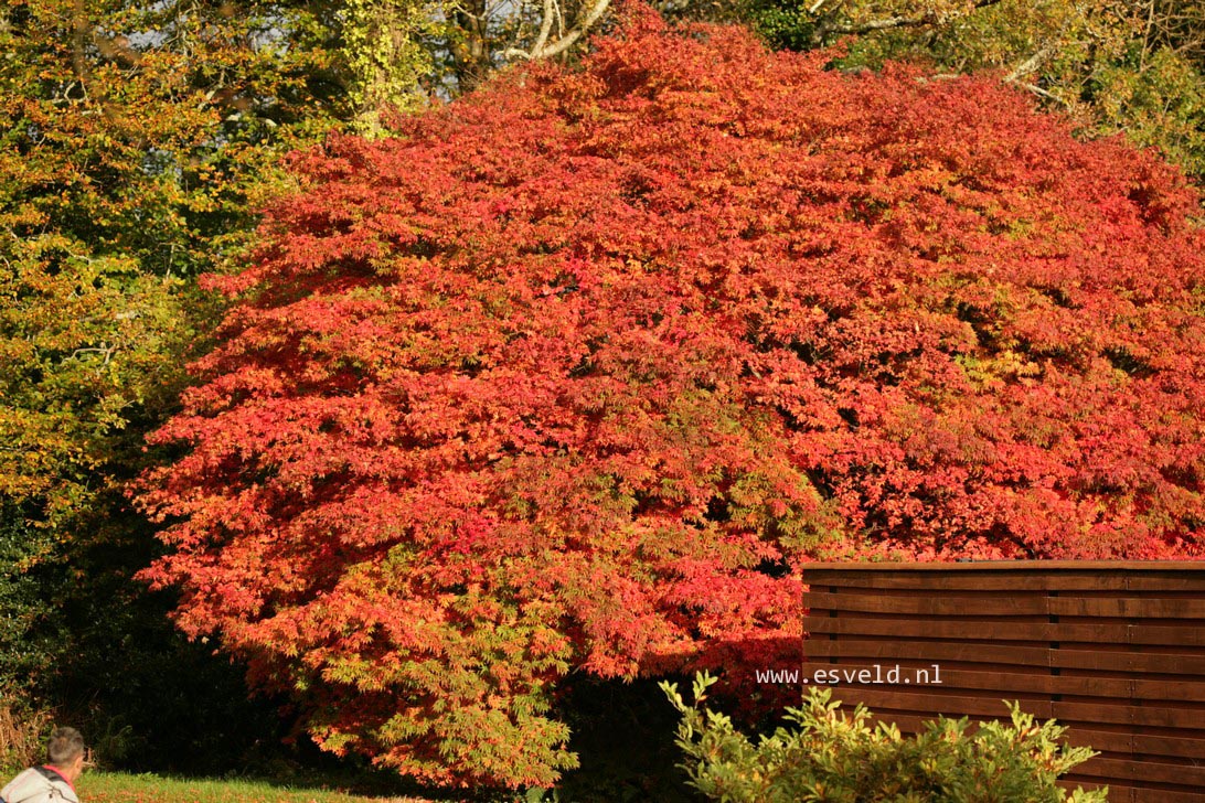 Acer palmatum 'Heptalobum'