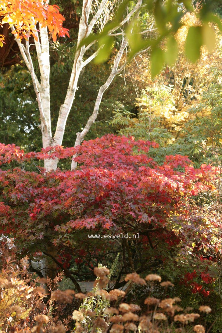 Acer palmatum 'Ohsakazuki'