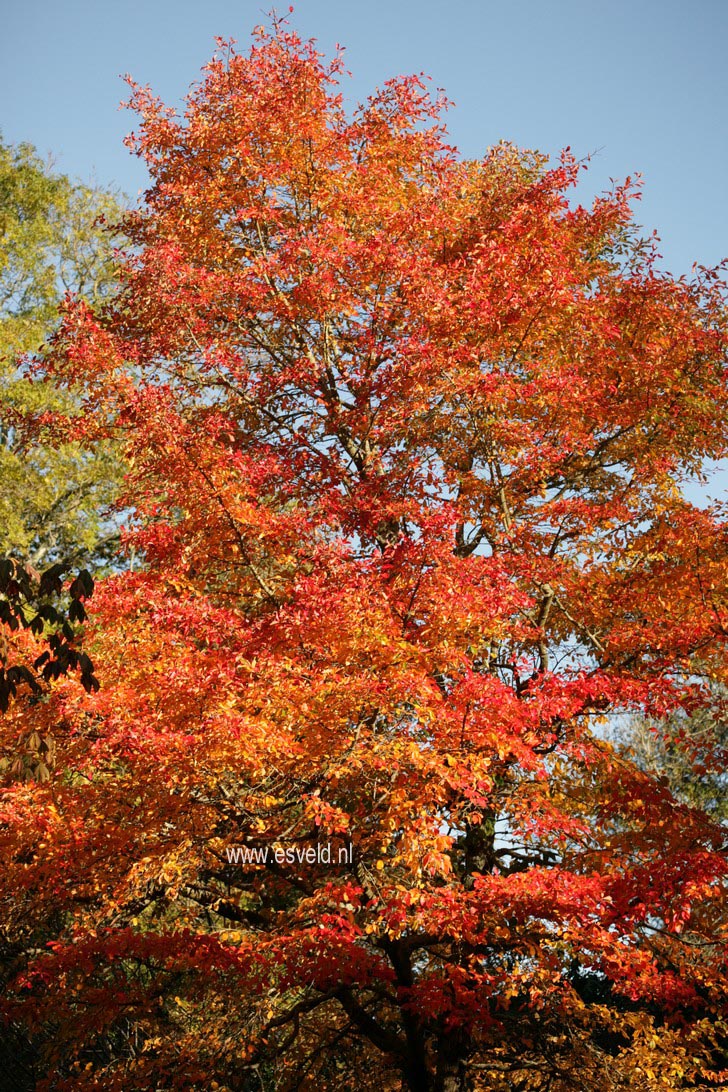 Nyssa sylvatica