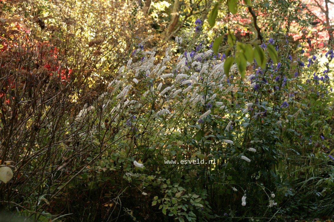 Actaea simplex