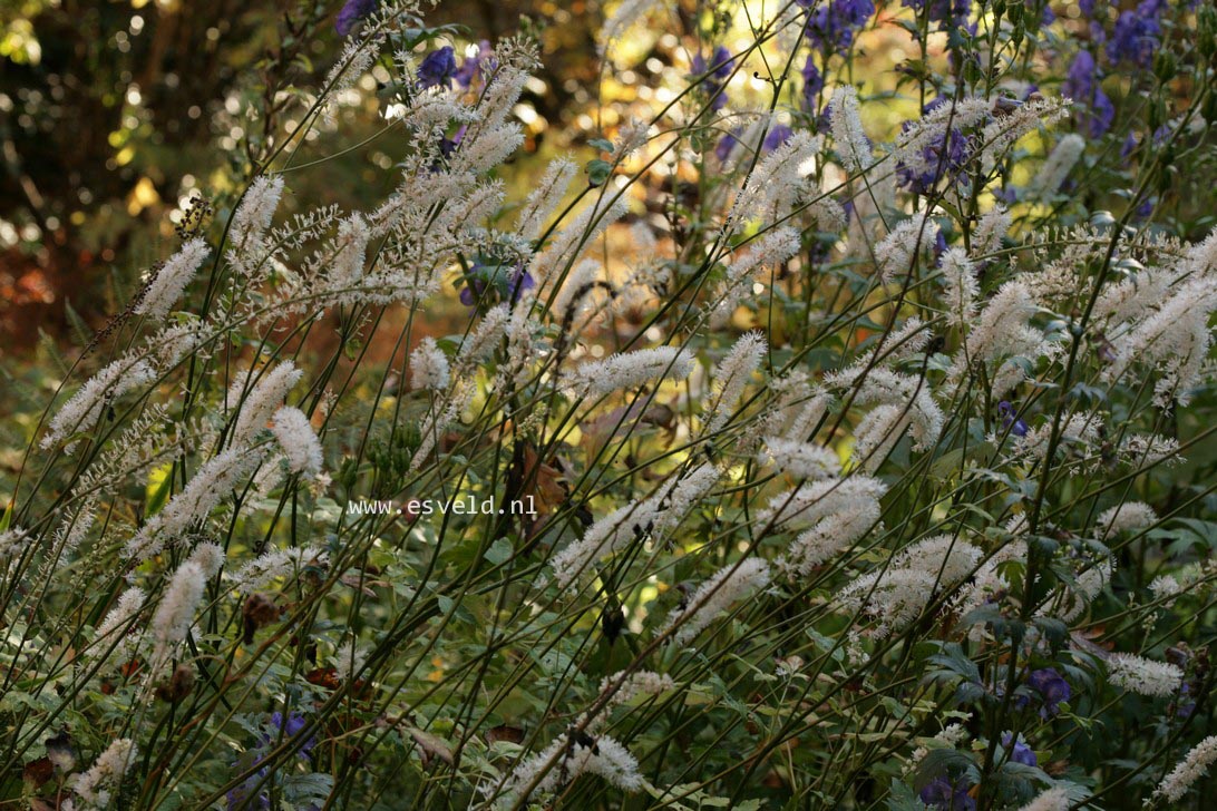 Actaea simplex