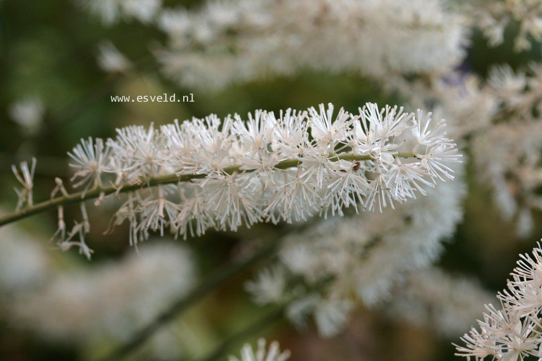 Actaea simplex