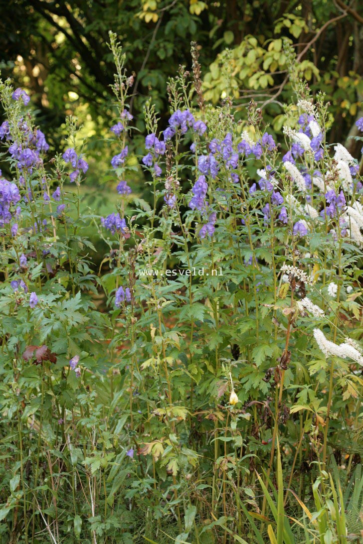 Aconitum carmichaelii 'Arendsii'