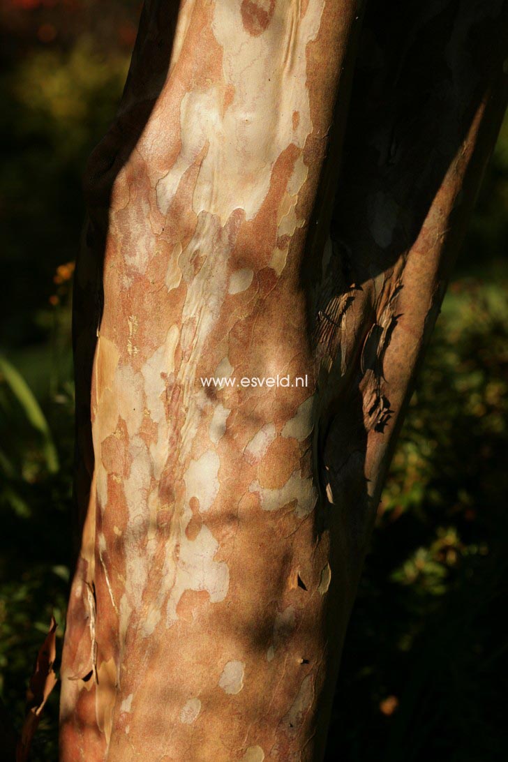 Stewartia pseudocamellia