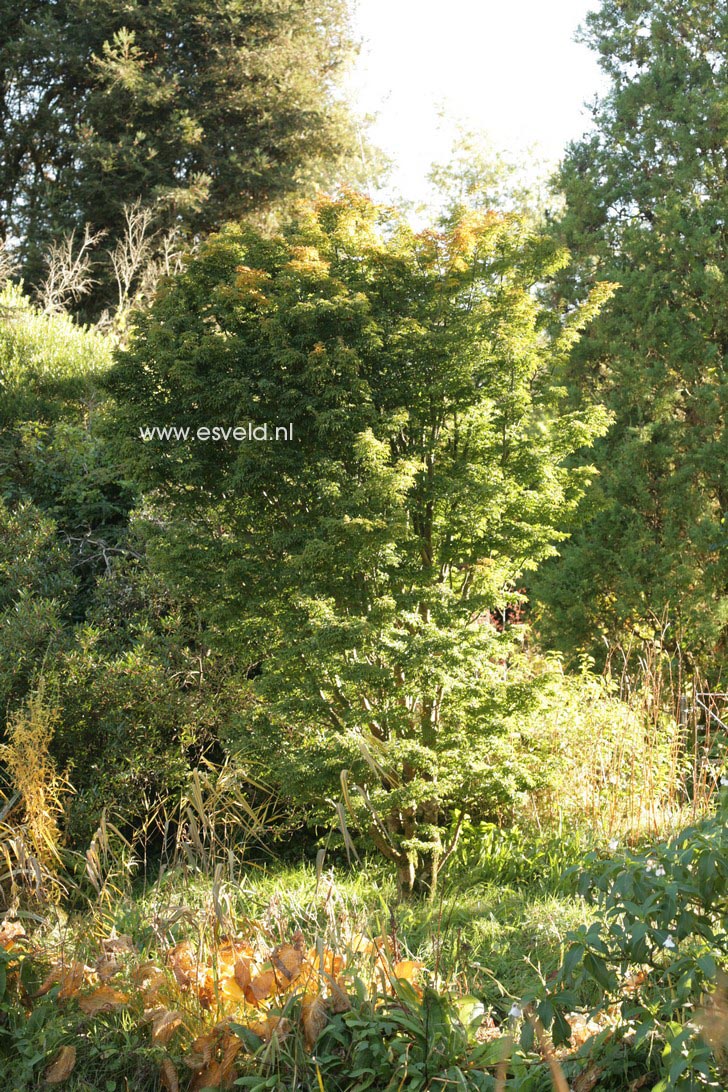 Acer palmatum 'Shishi gashira'