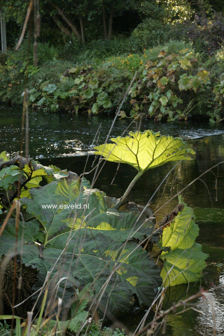 Gunnera manicata