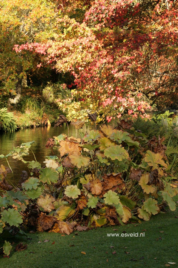 Darmera peltata