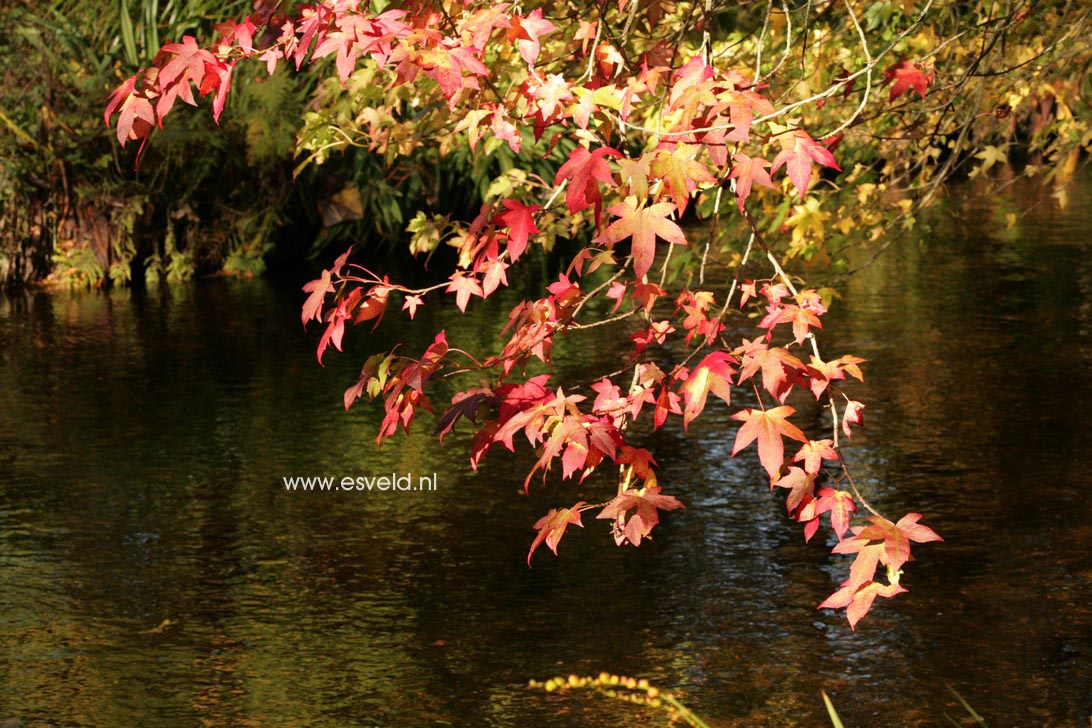 Liquidambar styraciflua