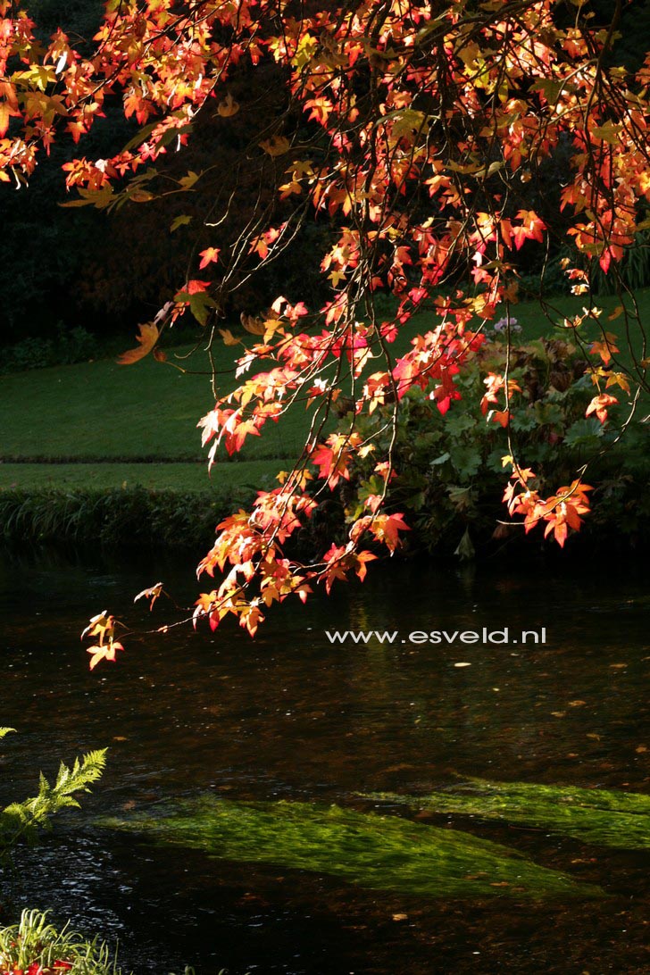 Liquidambar styraciflua